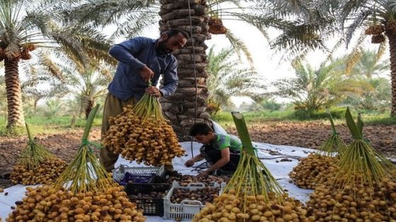 وزير الزراعة يطلق موسم جني التمور الثاني