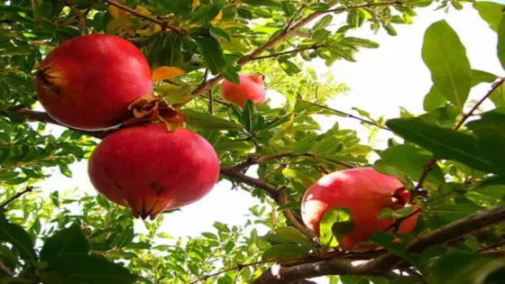 زراعة لواء بني كنانة تعلن عن حملة رش لبساتين الرمان