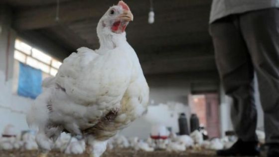شركات كبرى وراء فوضى أسعار الدجاج