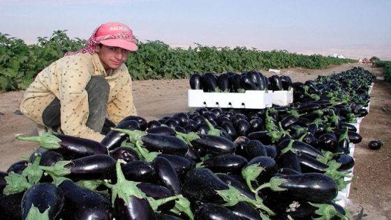 إطلاق تطبيق لمساعدة المزارعين في الأردن