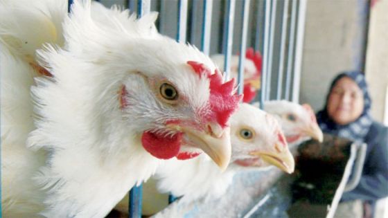 الحكومة: أسعار الدجاج ستعود إلى طبيعتها خلال أيام