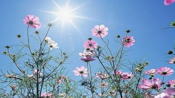 أجواء ربيعية لطيفة نهار الجمعة وباردة ليلا