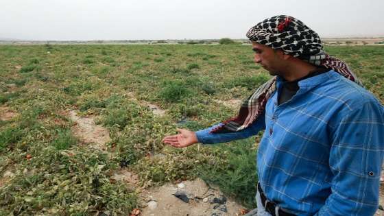Jordanian farmer Ahmad Daoud, 25, shows tomato plant that have partially dried up because of severe drought, at the land which he rents in Ghor al-Haditha, around 80km (50 miles) south of the capital Amman, on April 20, 2021. - Experts say Jordan is now in the grip of one of the most severe droughts in its history,
but many warn the worst is yet to come.
The country's environment ministry says it is among the world's most four water-deficient countries, and fears that a heating planet will make the situation more severe. (Photo by Khalil MAZRAAWI / AFP)