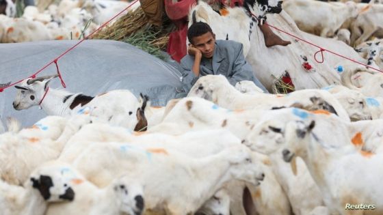 A vendor waits for customers next to sacrificial goats at a livestock market ahead of the Eid al-Adha in Sanaa, Yemen July 6, 2022. REUTERS/Khaled Abdullah