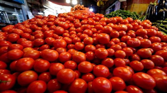 55 قرشًا سعر كيلو البندورة في السوق المركزي الإثنين