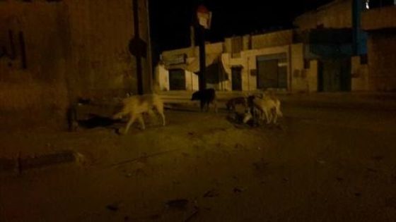 كلاب ضالة تفرض الرعب في شوارع مادبا ليلا