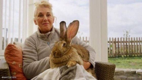 ألف جنيه إسترليني لمن يعثر على أضخم أرنب في العالم