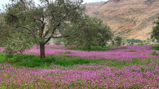 الثلاثاء.. طقس ربيعي مناسب للرحلات في عموم مناطق الأردن