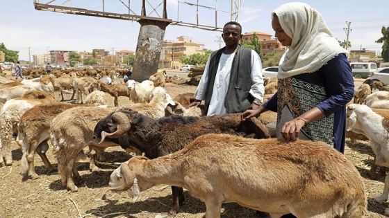 الحنيفات: المواشي السودانية الحية متوفرة في الأسواق الأردنية