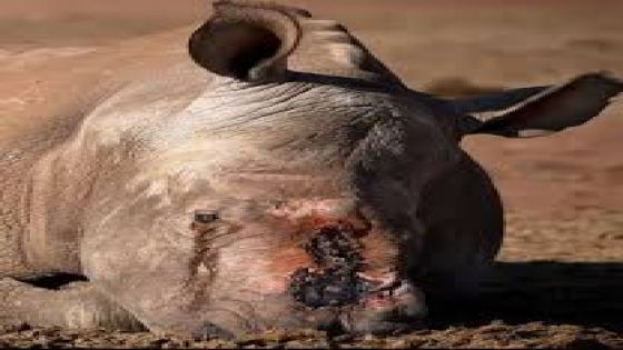 مشهد صادم لـ«وحيد القرن» وهو يبكي