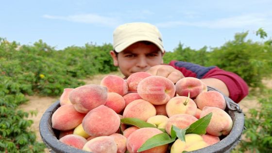 ارتفاع درجات الحرارة يعجل من نضوج الفاكهة في الأردن
