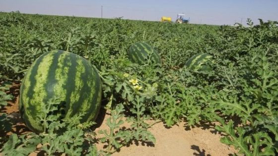 واقعة البطيخ الملوث في المغرب.. جدل واسع في البلاد ومخاوف من المبيدات الزراعية