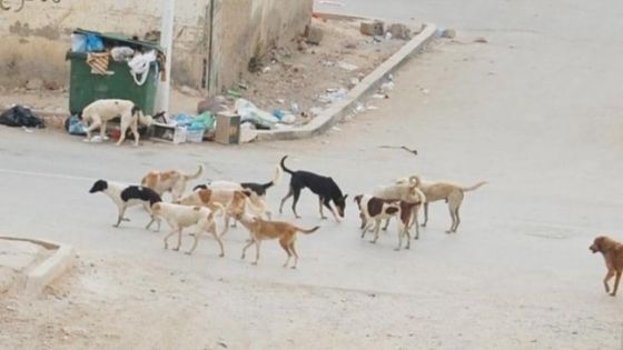 الحكومة : إقامة مأوى للكلاب الضالة بـ الشراكة بين كل 3 أو 4 بلديات في المناطق كافة