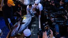 سمكة تونة تباع بـ3.2 مليون دولار في طوكيو