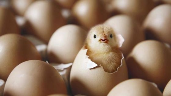 انخفاض أسعار الدجاج وارتفاع في سعر بيض المائدة