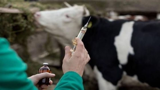 توافق بين الزراعة ومربي الأبقار حول تعويضات الحمى القلاعية