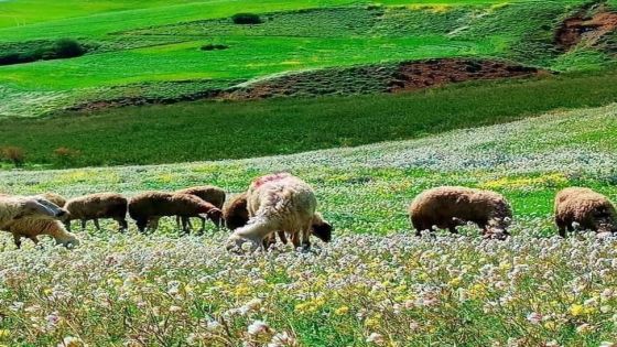 أمطار الخير تُنعش مراعي الأغوار الشمالية وتخفف كلف الأعلاف