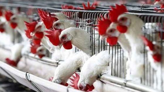 الصناعة والتجارة: انخفاض أسعار الدجاج خلال اليومين الماضيين