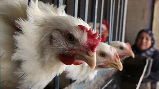 الاتحاد النوعي لمربي الدواجن : ارتفاع أسعار الدجاج لم يكن كبيرا
