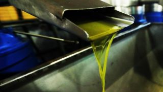 وزارة الزراعة: لا حالات غش لزيت الزيتون في مهرجان الزيتون الوطني