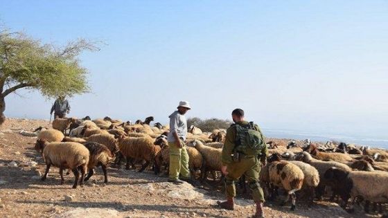جيش الاحتلال يسرق 500 رأس ماعز من الأراضي اللبنانية