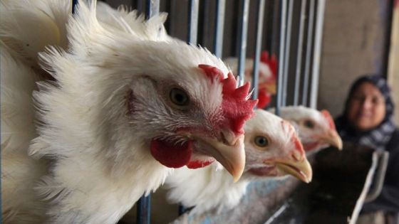 ارتفاع أسعار الدجاج يشعل حملات المقاطعة في الأردن