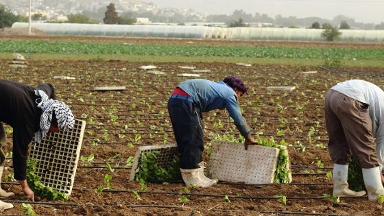 القطامين: اجراءات لتوفير العمالة للقطاع الزراعي