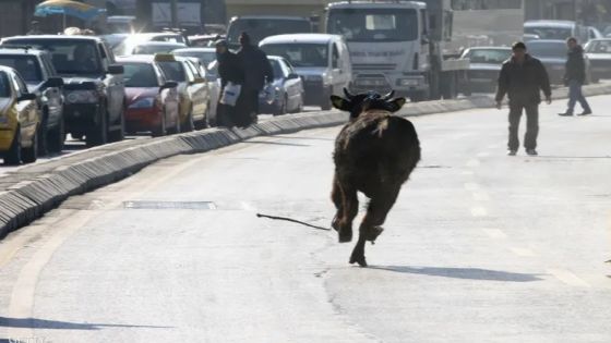 فيديو العيد.. العجول الهاربة من سكين الجزار تشعل الإنترنت