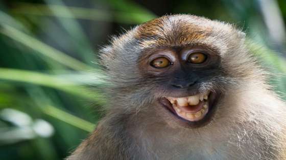 الصحة العالمية: خطر الإصابة بجدري القرود أصبح حقيقيا ومقلقا