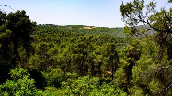 الأردن يعزز غاباته رغم محدودية الموارد بزراعة 3.6 مليون شجرة خلال 3 مواسم