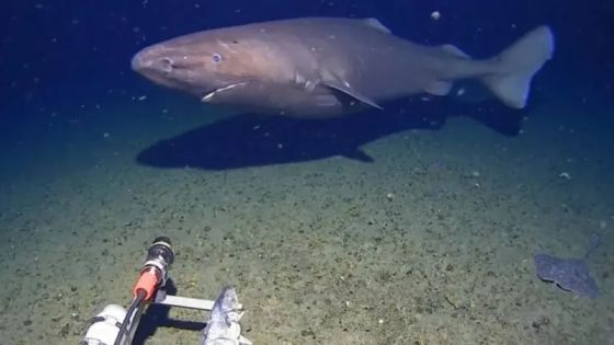 رصد القرش النائم في أحد أقسى الأماكن على وجه الأرض