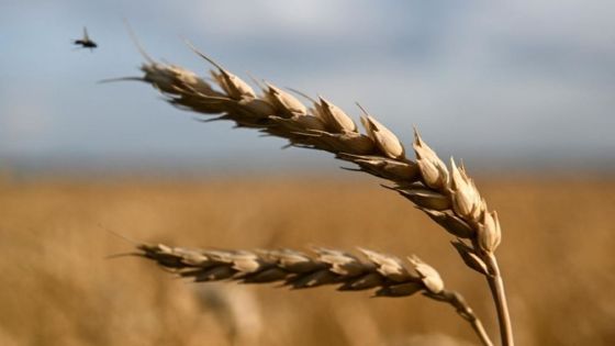 سقوط مستمر لعقود القمح الآجلة بعد توقيع اتفاق تصدير الحبوب الأوكرانية