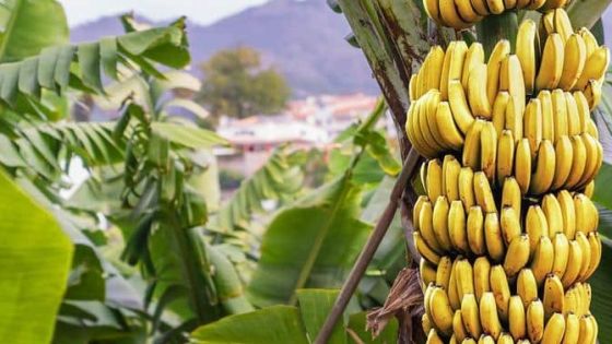 شكاوى من ارتفاع أسعار الموز .. المخامر فارغة منذ شهور