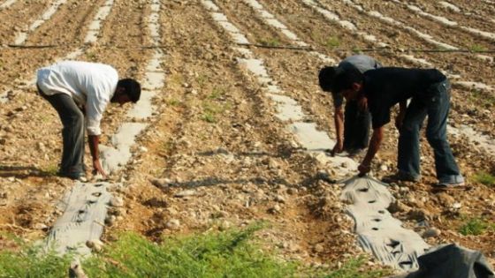 تعليق إضراب مزارعي وادي الأردن