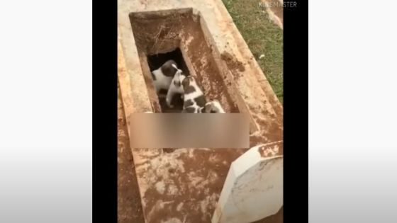 بلدية إربد تتساءل: أين المقبرة التي تنبشها الكلاب !