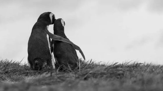 كوريا الجنوبية تغازل جارتها الشمالية مستخدمة بورورو البطريق الصغير