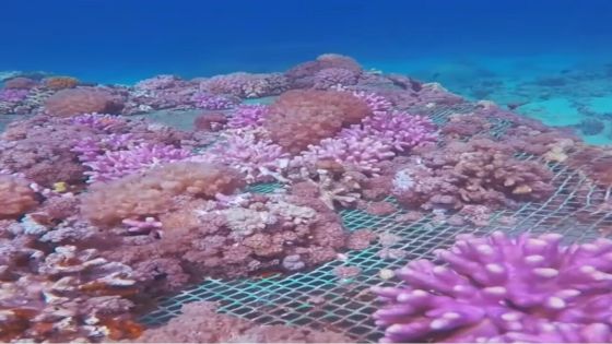 خليج العقبة يحتضن آخر امتداد للشعاب المرجانية في العالم شمالا