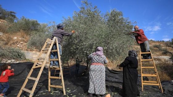 عقاب جماعي.. وزير مالية الاحتلال يطالب بمنع الفلسطينيين من قطف الزيتون