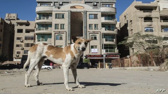 A stray dog stands in a street in the Egyptian capital Cairo on December 12, 2018. - In Egypt, stray dogs, commonly referred to as 'baladi dogs', are widely viewed as unsanitary and dirty. They are typically seen running about the streets and scavenging garbage for food. There are no official data on the size of the stray dogs' population but activists say they are running loose in millions. Animal rights advocates have sought to offer solutions to the crisis, actively removing dogs from the streets and giving them homes. (Photo by Khaled DESOUKI / AFP)