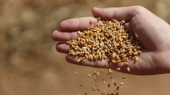 العجارمة : مخزون الأردن من القمح يكفي 15 شهرا