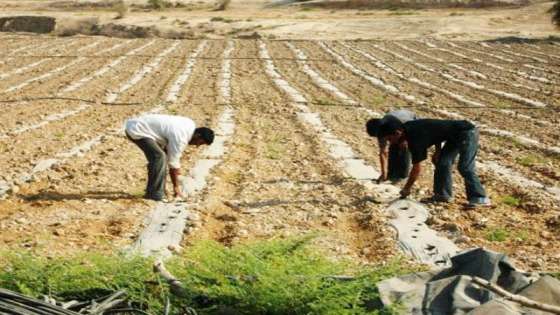 أبو نجمة: غالبية العاملين في الزراعة غير مسجلين بالضمان