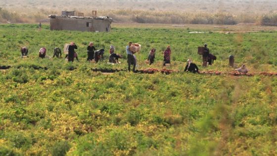 مزارعي وادي الأردن: عام غير مسبوق بارتفاع الأسعار
