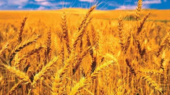الحنيفات: لا يوجد مؤامرة على زراعة القمح بالأردن