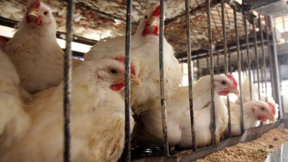 الحكومة: انخفاض أسعار الدجاج بنسبة 23% في الأردن