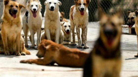 كلاب ضالة تفترس جملا جنوبي العاصمة عمان