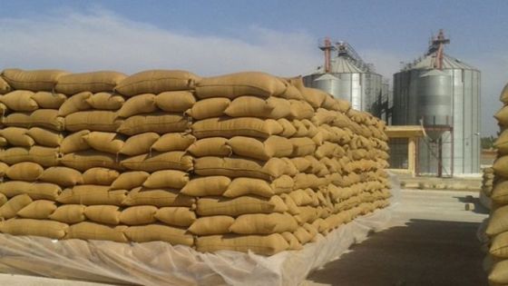 الصناعة والتجارة تطرح عطاء لشراء 100 ألف طن من القمح