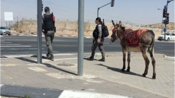 شرطة الاحتلال تقبض على حمار بتهمة مشاركته في أعمال عدائية