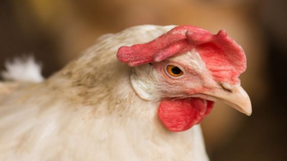 حماية المستهلك تتلقى شكاوى من عدم توفر الدجاج بأوزان مناسبة