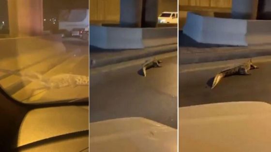 في مشهد نادر ومرعب.. تمساح ضخم يتمخطر في السعودية
