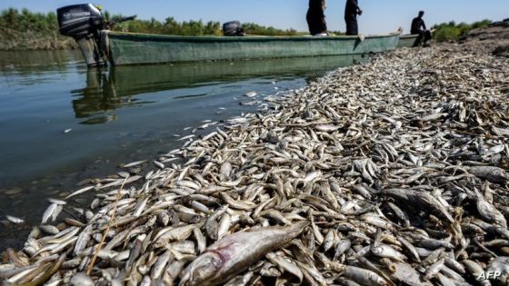 Fishermen stand in a boat as they inspect thousands of dead fish floating by the bank of the Amshan river, which draws its water from the Tigris, in Iraq's southeastern Maysan governorate on July 3, 2023. Thousands of dead fish were found on the banks of the river in a disaster that could be linked to the consequences of a drought, prompting authorities to open an investigation. (Photo by Asaad NIAZI / AFP)